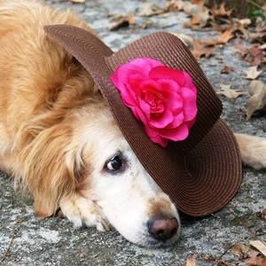 Meet your Posher, Sandi